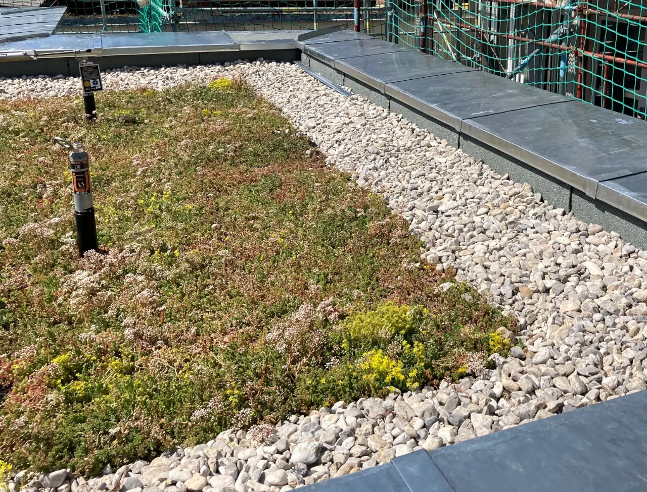 Zu sehen ist ein Flachdach mit Dachbegrünung.